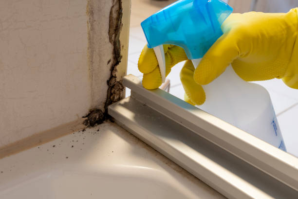 Best Industrial Mold Remediation in USA